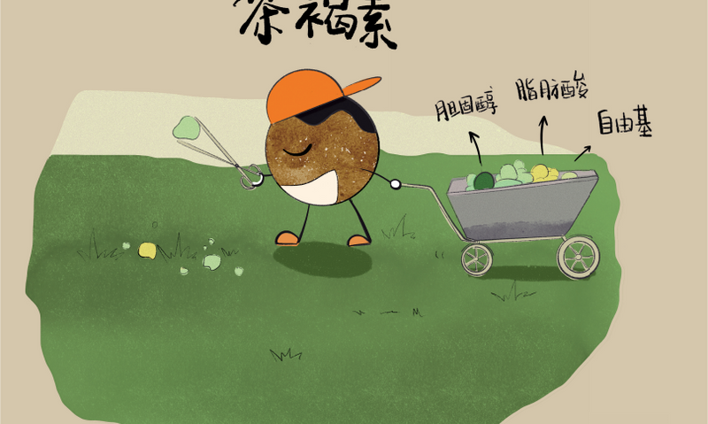 熟茶中的“茶褐素” 有什么功效?
