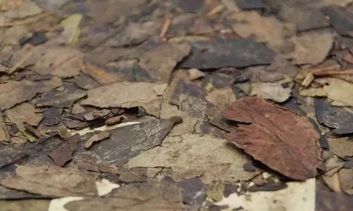 广西黑茶瑰宝六堡茶