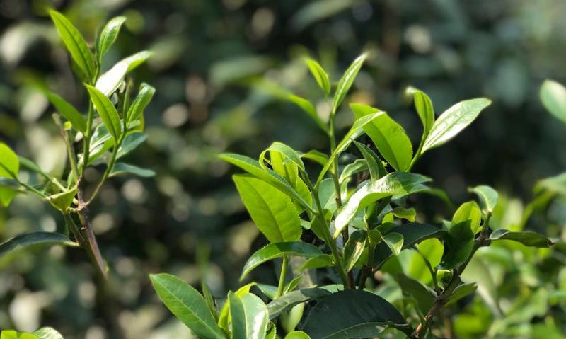 一带一路的“茶故事”