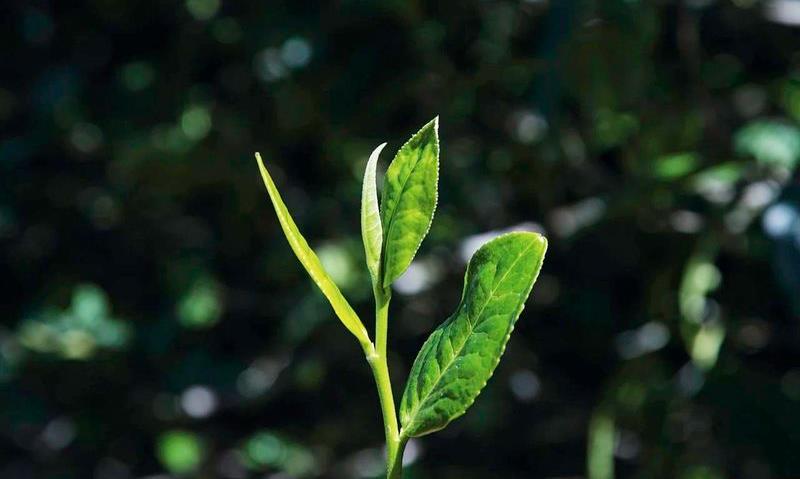 两种喝茶自由