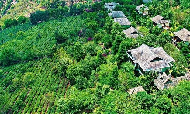 台地茶发展简史