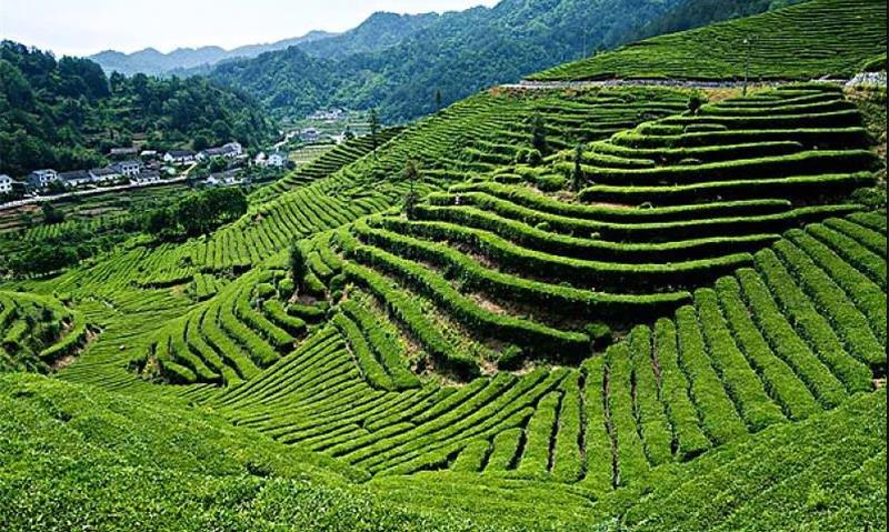 10首采茶歌,赶快收藏