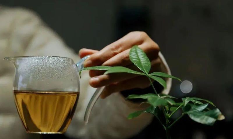 沏一壶热茶 感受天地静好