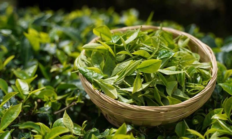 湖北茶入“年夜饭”，不看不知道，原来有这好吃