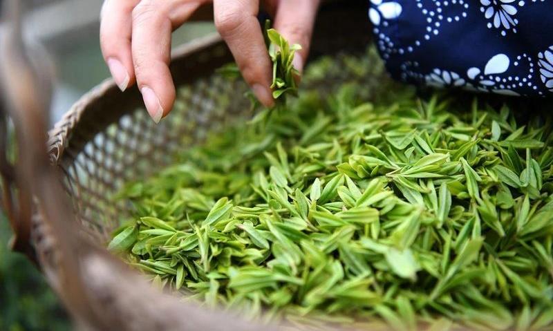 中国茶：一条流淌千年的文化之河