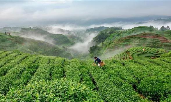 喝茶的六重境界