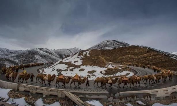 盛世清尚越千年的中国茶