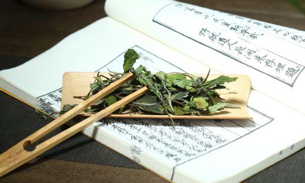 入伏饮白茶，暑气不找茬！