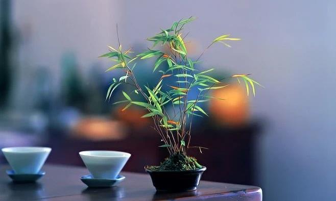 为什么中国的茶杯没有“把”？