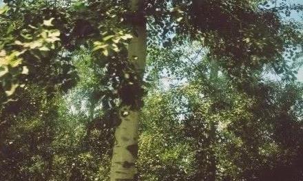 紫砂壶，开壶，没你想象的那么复杂！