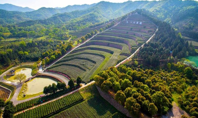 许彦：情牵家乡兰花茶