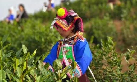 王庆：把普安“早”茶打造成为贵州、全国乃至世界茶产业的亮丽名片