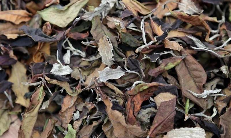 茶黄素，白茶中的“软黄金”