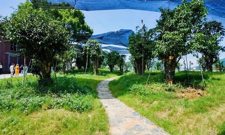 白沙溪:茶香遍流九洲城