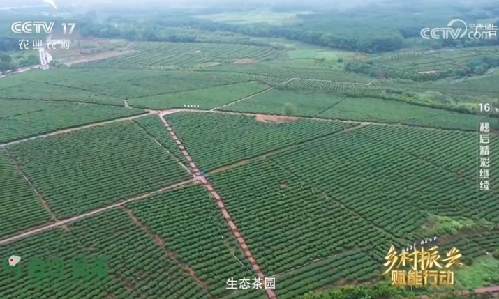 打造“茶园小镇”,让特色产业点绿成金 CCTV-17公益展播