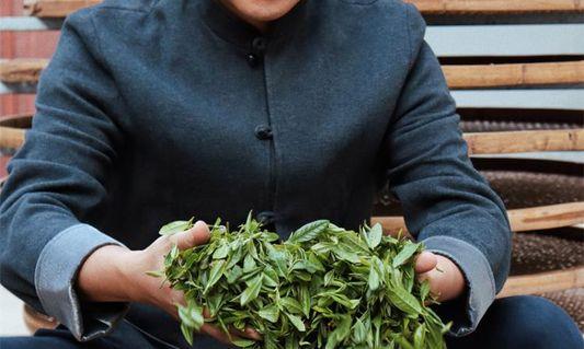 围绕“小茶叶”做足“大文章” 烟台好青年潜心种出特色茶