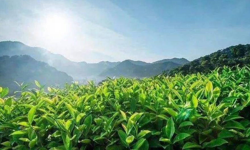 高山云雾对茶的影响
