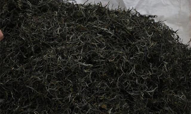 为什么普洱茶晒青毛茶有泡条、中泡条、紧条之分？