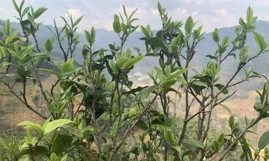 野生茶、野放茶、台地茶，三者有何区别？