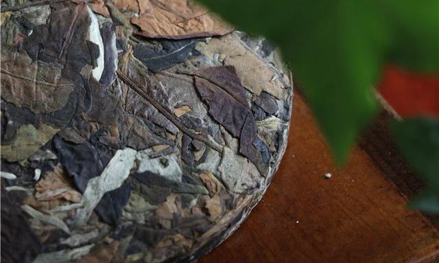 哪种白茶更适合存放成老白茶呢？