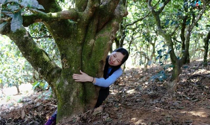 喝普洱茶的时候，到底能不能喝出树龄？