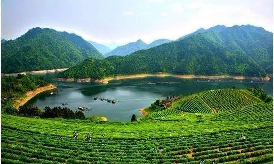 神秘的北纬30度与安化黑茶