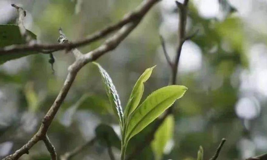 为什么古树普洱春茶发芽比较晚？