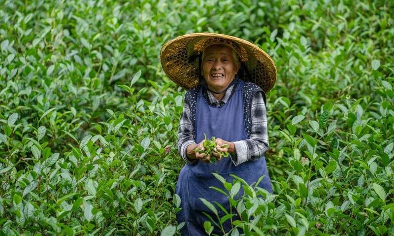 贵州“茶奶奶”：背篓背起的生活有多重 | 百姓年度账单