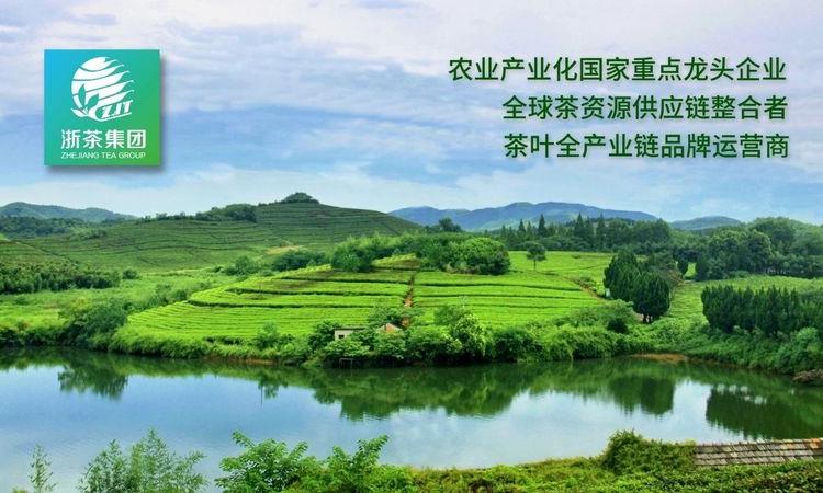 “一带一路”典型案例⑥浙茶集团:30余年出口量全国领先