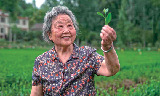 从“茶姑娘”到“茶奶奶”，从一片叶到15亿“大产业”