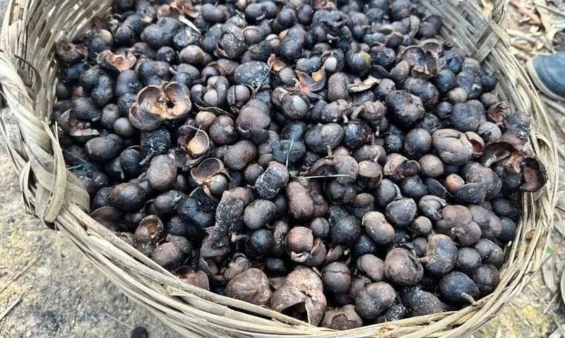 茶园管理：茶籽采收与播种