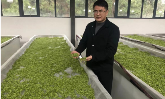 一根扁担挑出“茶味人生”让“绿杨春”茶走得更远