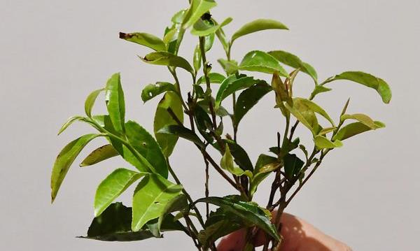 龙行龘(dá)龘,茶暖四季!这些“龙”茶,你喝过几种?