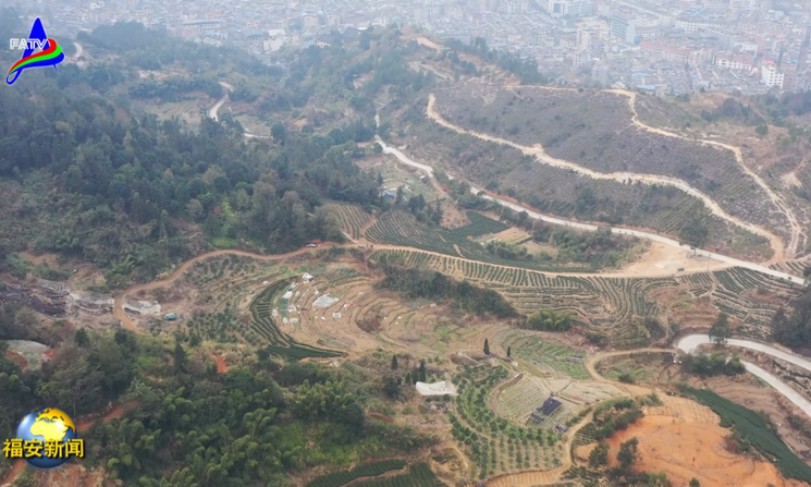 夏陈玉：让茶叶成为群众增收致富的“黄金叶”