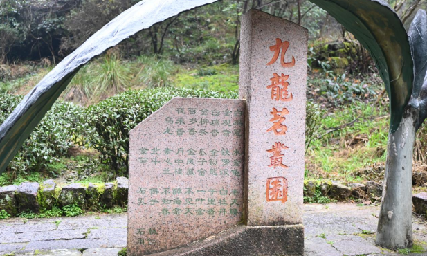 黄贤庚：走进武夷岩茶的美妙境界