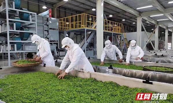 龙玲芝：茶山掌门人 让“一片叶子”获得重生