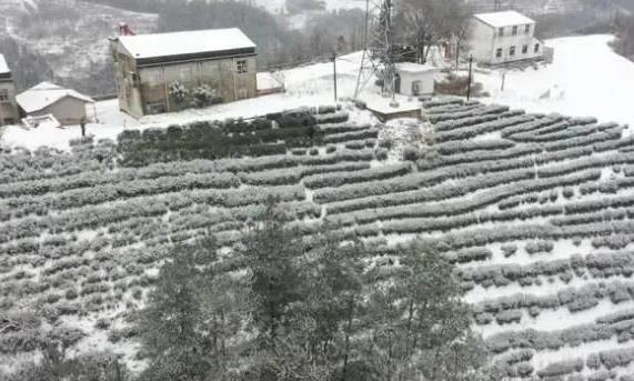 90后女硕士扎根山区，保康近百支农技服务队为茶农支招