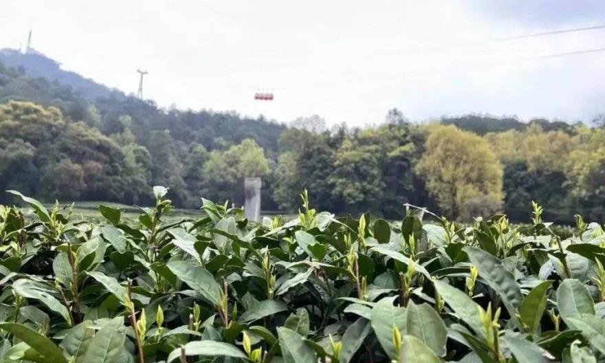 喝早春绿茶4大好处与3项注意