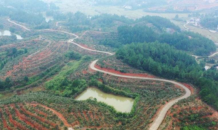 湘乡：“两茶”产业并进 做活乡村振兴文章