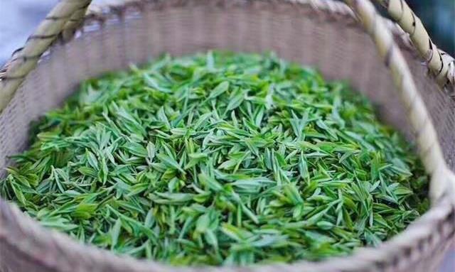 绿茶讲越早越好，靠谱吗？