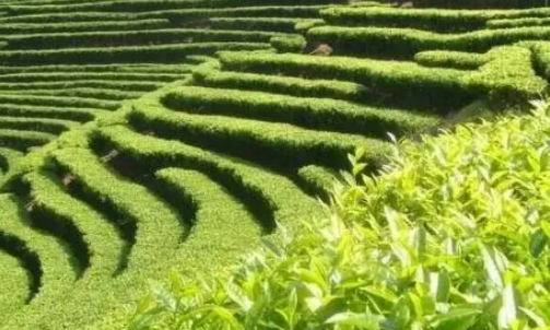 涌溪火青：一部茶叶传奇