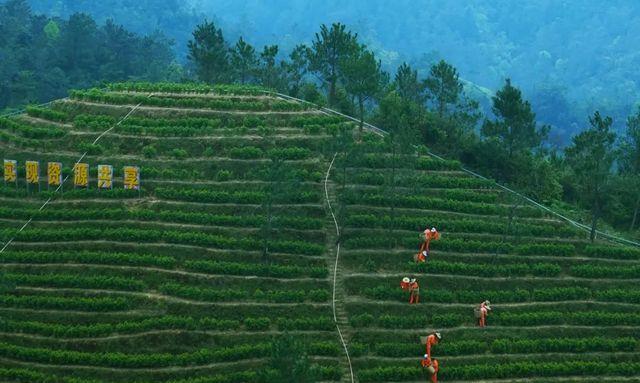 唐林松：信宜茶产业的领航者，带动家乡共赴富裕之路