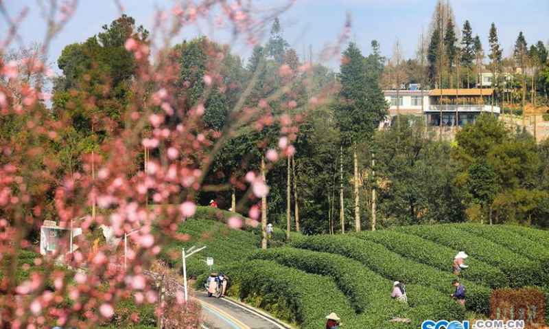 品尝春日之味 蒙顶山茶区“第一背篓茶”争鲜上市