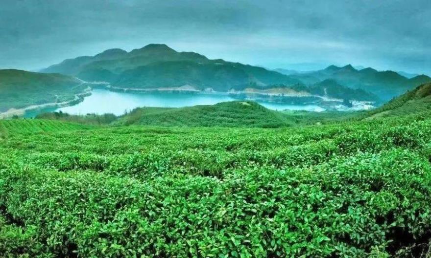 春茶六大好处,你准备喝春茶了吗?
