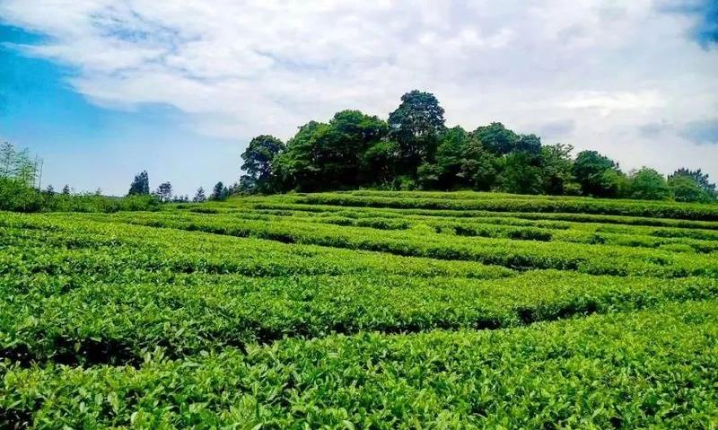 古人眼里的福建茶:廉美和敬 人间清欢