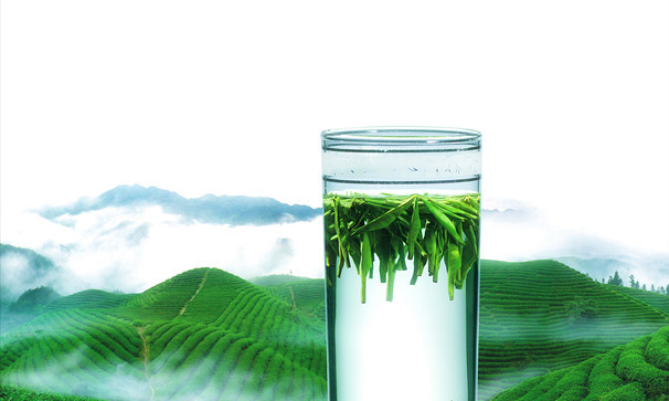 温州早茶——苍南翠龙茶