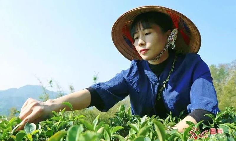 两会直通车④石濡菲代表：做大做强、做精做优六堡茶