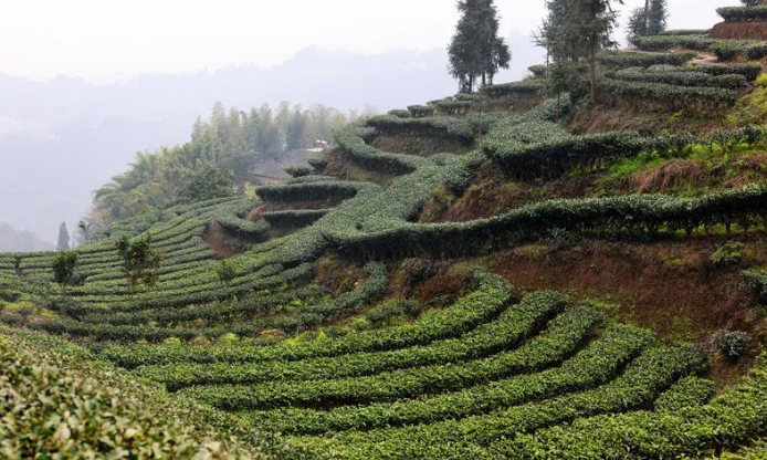 陈衍刚：把“好茶叶”做成“好茶业”