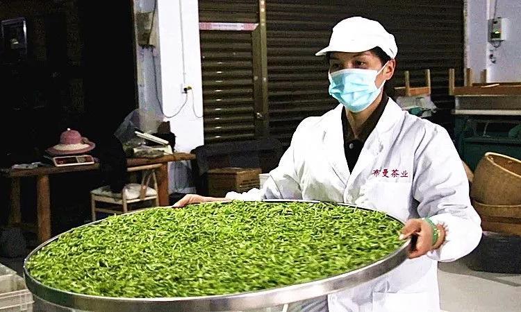 高级茶艺师岑开秀：从茶艺师到制茶师 用心做好普安茶
