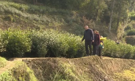 万源新阶人士张晓华：以茶为媒 打造万源富硒茶新样板